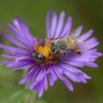 what about those ‘keystone plants’? with uli lorimer what about those ‘keystone plants’? with uli lorimer