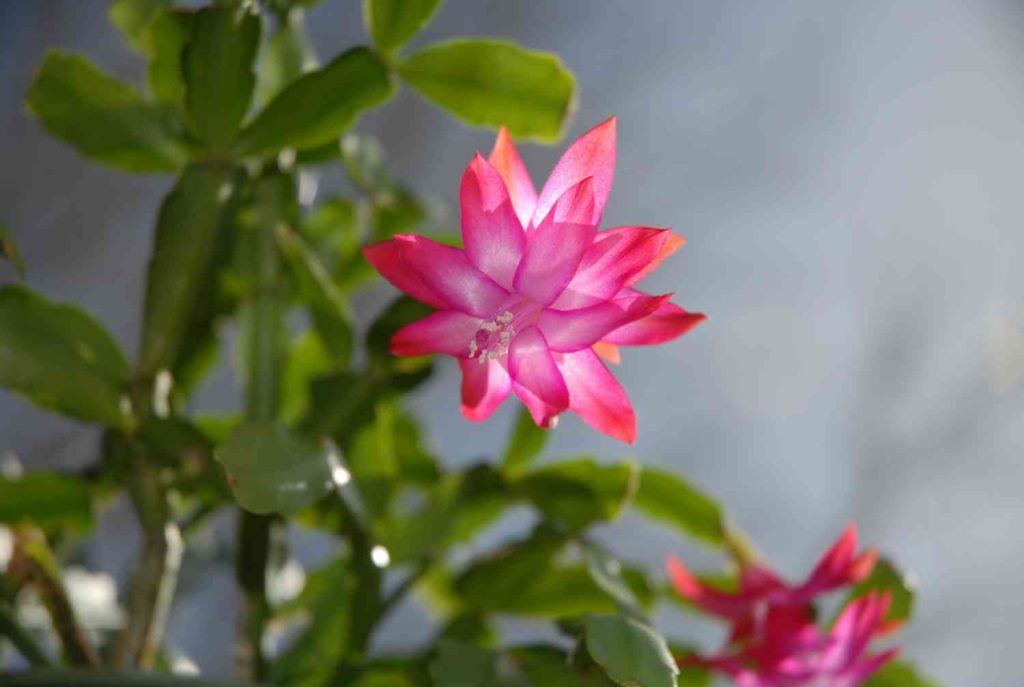 How Often to Water Christmas Cactus?