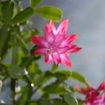 How Often to Water Christmas Cactus?
