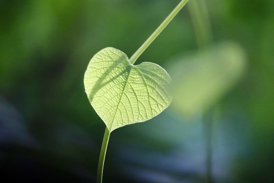 Eco How-To: Weaving Moss into Walls Without Breaking Skin