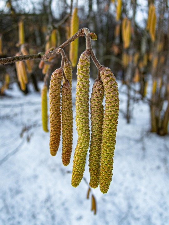 Seasonal Ritual: Autumn leaves shed what no longer nourishes