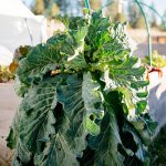 Winterkill Temperatures for Vegetable Crops (My Evolving List) – Garden Betty Winterkill Temperatures for Vegetable Crops (My Evolving List) – Garden Betty