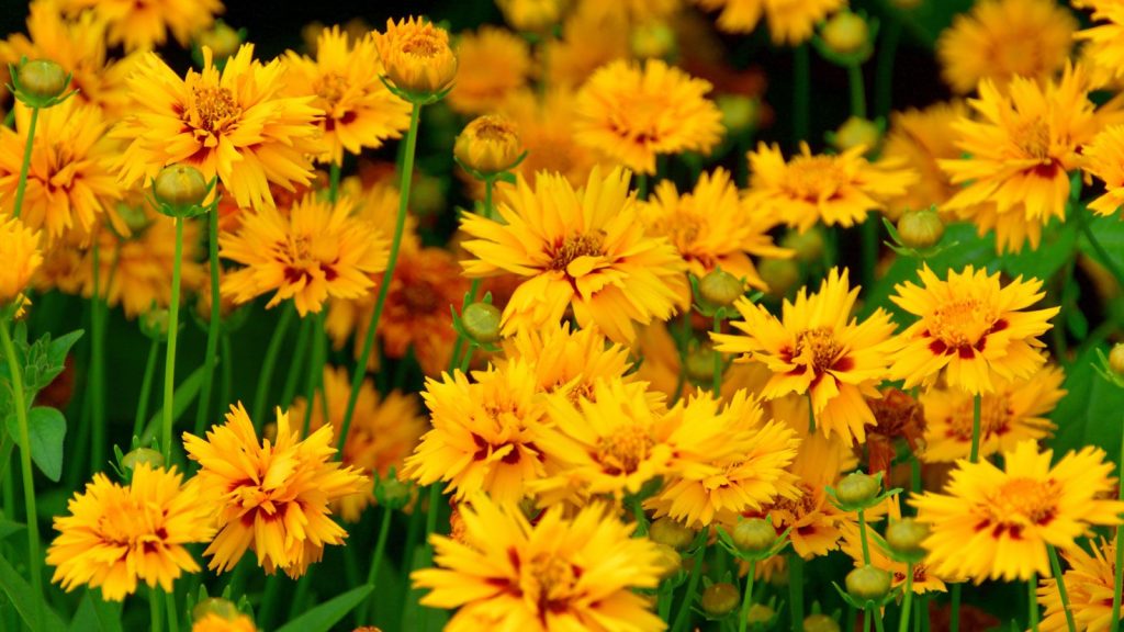 8 Best Low Maintenance Plants For Easy Garden Winners