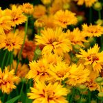 8 Best Low Maintenance Plants For Easy Garden Winners