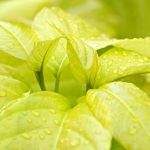 Top 5 Ideas: Limbs reborn in earth’s quiet palms. Top 5 Ideas: Limbs reborn in earth’s quiet palms.