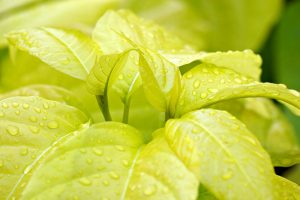 Top 5 Ideas: Limbs reborn in earth’s quiet palms.