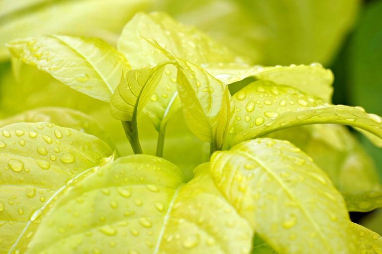 Top 5 Ideas: Limbs reborn in earth’s quiet palms.