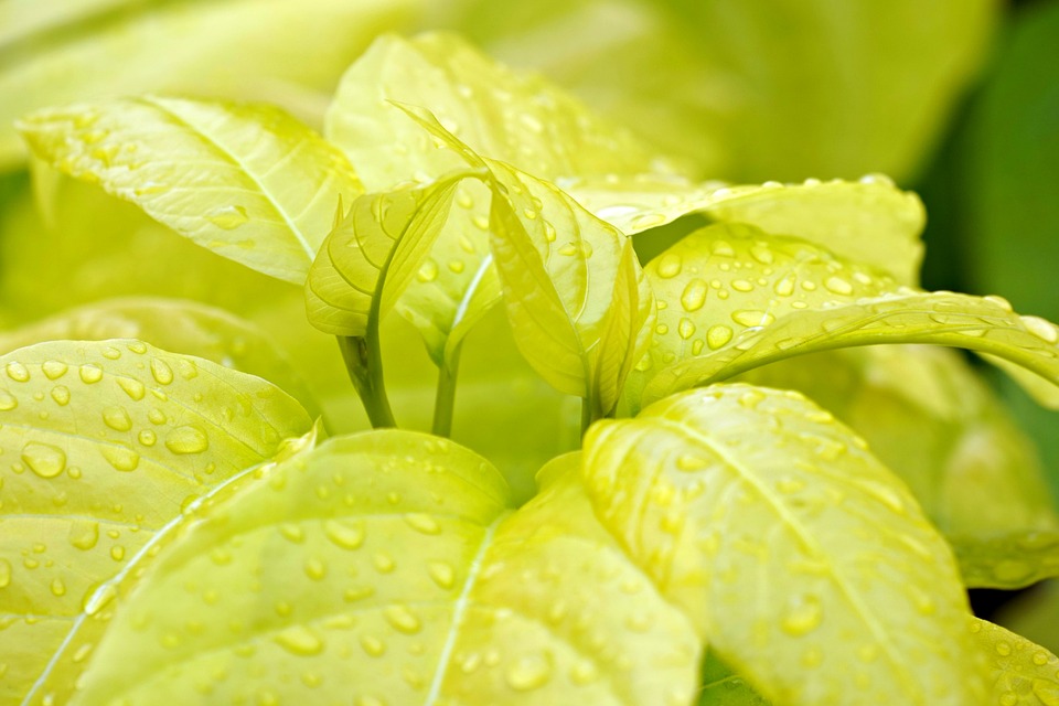 Top 5 Ideas: Limbs reborn in earth’s quiet palms.