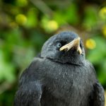 Poetic Guide: Mist as Morse Through Alpine Valleys