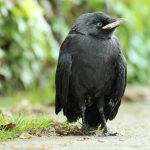 Poetic Guide: Embers Caressing Mountain Twilight Poetic Guide: Embers Caressing Mountain Twilight