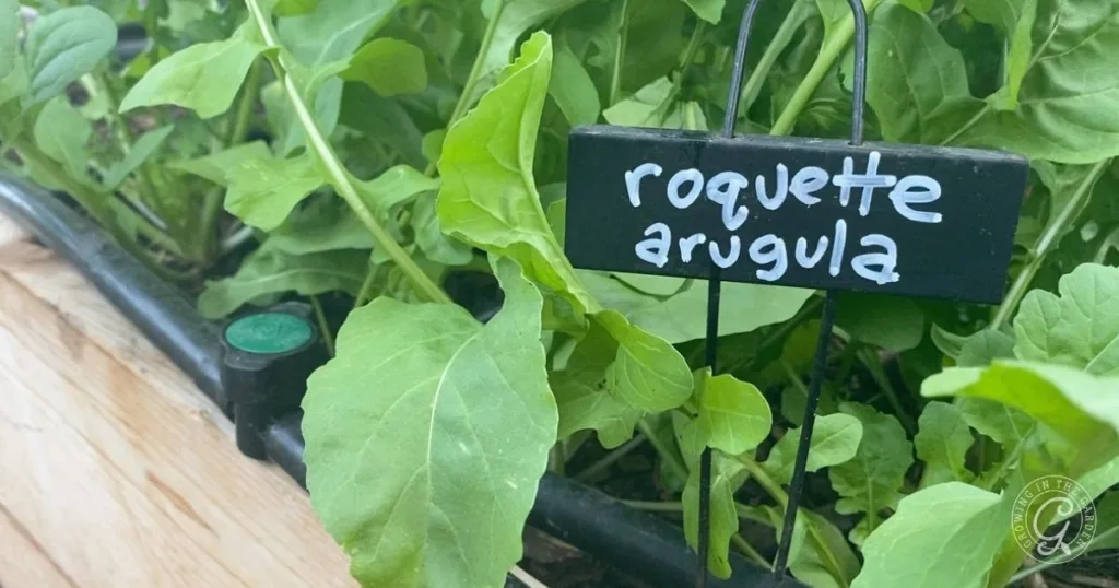 how to grow arugula: planting, care, and harvest 2 green arugula plants thriving in soil with a sign labeled roquette arugula among the leaves—perfect inspiration for anyone learning how to grow arugula at home.