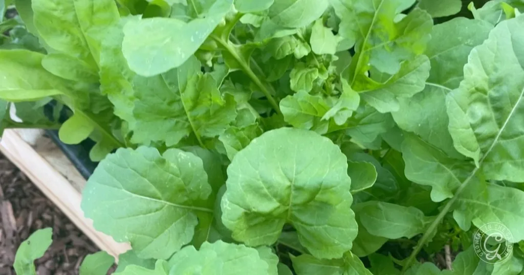 how to grow arugula: planting, care, and harvest 3 close-up of lush green arugula leaves thriving in a garden bed, perfect for anyone interested in learning how to grow arugula at home.
