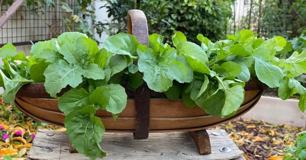 how to grow arugula: planting, care, and harvest 4 a wooden basket filled with fresh green leafy vegetables, like those found when learning how to grow arugula, sits on an outdoor table.