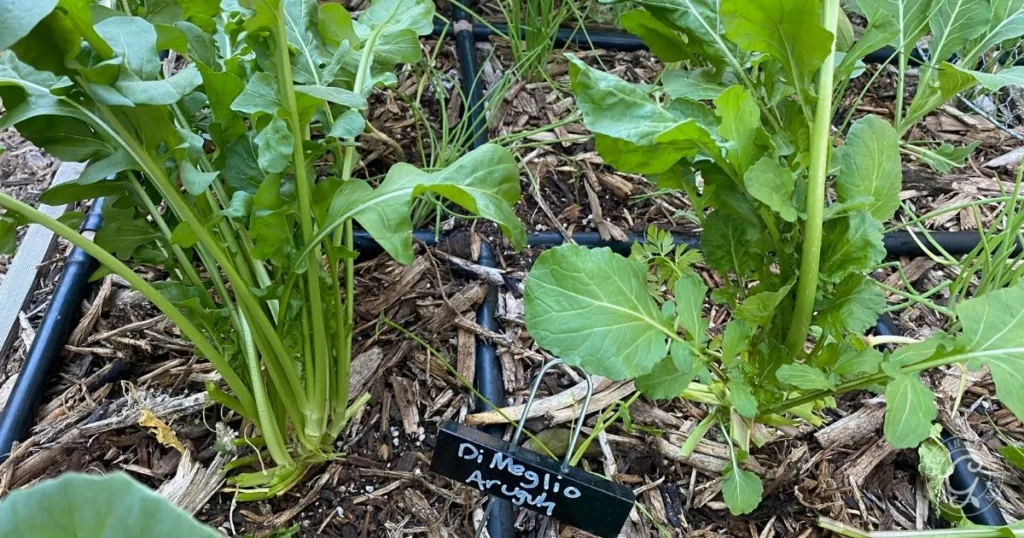how to grow arugula: planting, care, and harvest 5 green arugula plants growing in a garden bed with a small black label reading di meglio arugula, perfect for those learning how to grow arugula at home.