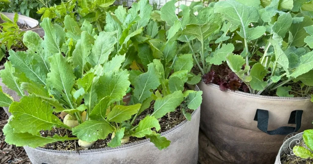 green leafy turnip plants growing in fabric pots filled with soil, perfect for arizona gardening in a thriving garden setting.