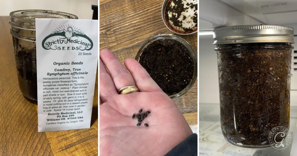 comfrey seeds, soil-filled jars, and a hand holding seeds hint at how to grow comfrey for fertilizer and soil benefits; label from strictly medicinal seeds visible.