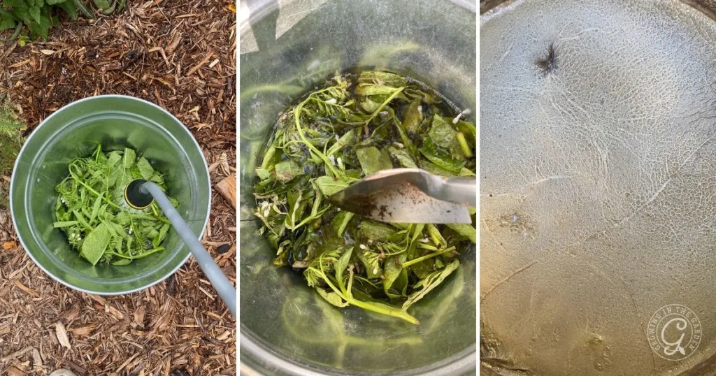 three panels: fresh green leaves in a bucket, leaves steeping in water to make comfrey tea, and a close-up of a film on the liquid’s surface—an essential visual for how to grow comfrey for fertilizer and soil benefits.