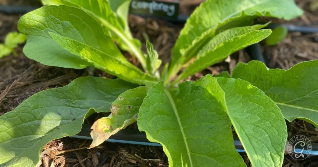 comfrey plant with large green leaves growing in soil, a plant label is visible in the background—perfect for learning how to grow comfrey for fertilizer and soil benefits.