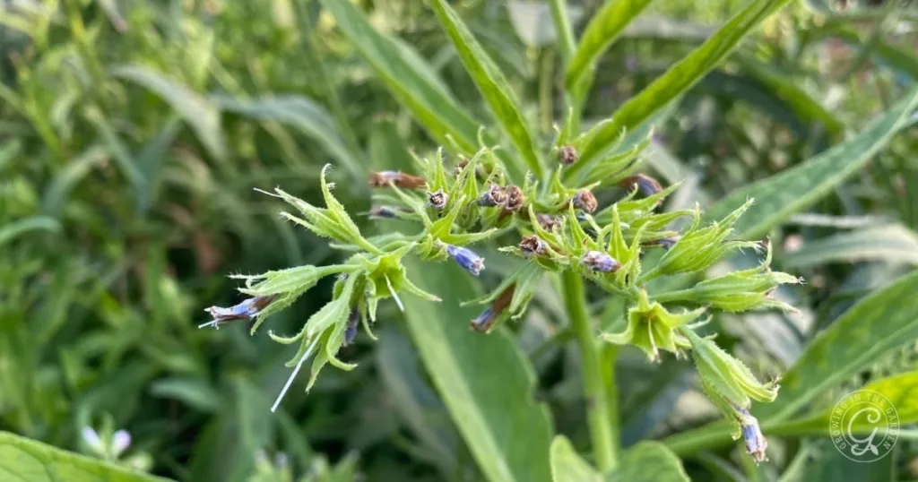 close-up of a green plant with small, wilting blue flowers and long, slender leaves in a garden—an example often seen when learning how to grow comfrey for fertilizer and soil benefits.