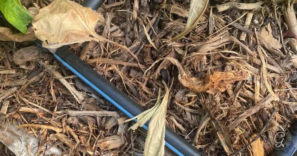 close-up of a black drip irrigation pipe on dry mulch with scattered leaves—a key setup when learning how to grow comfrey for fertilizer and soil benefits.