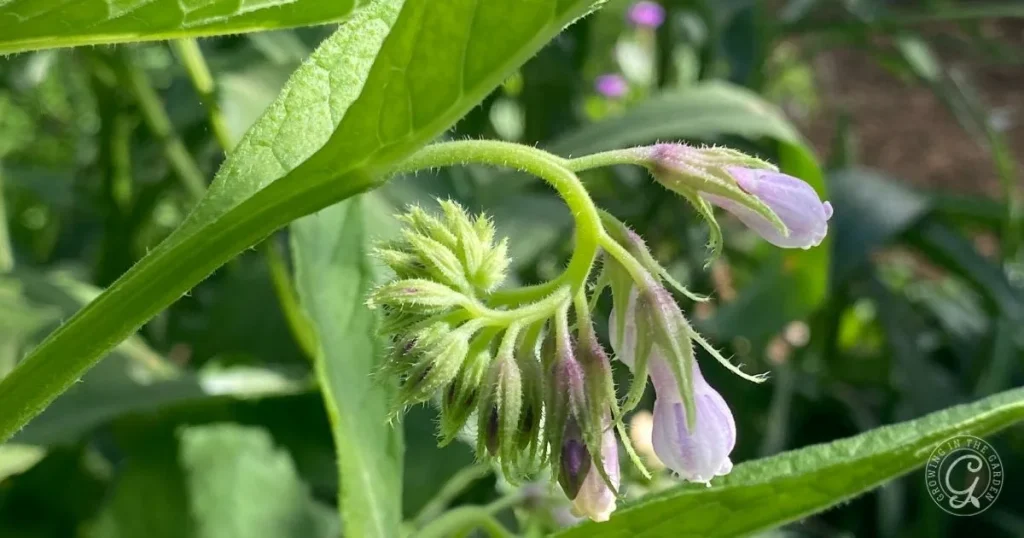How to Grow Comfrey for Fertilizer and Soil Benefits