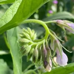 How to Grow Comfrey for Fertilizer and Soil Benefits