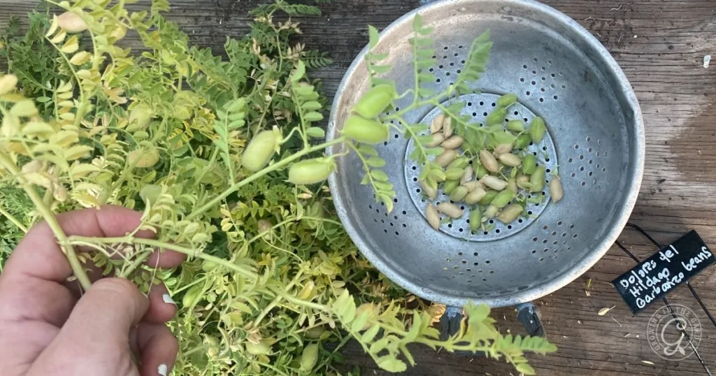 a hand holds a chickpea plant next to a metal colander with fresh garbanzo beans and a small label on a wooden surface, illustrating how to grow garbanzo beans at home.