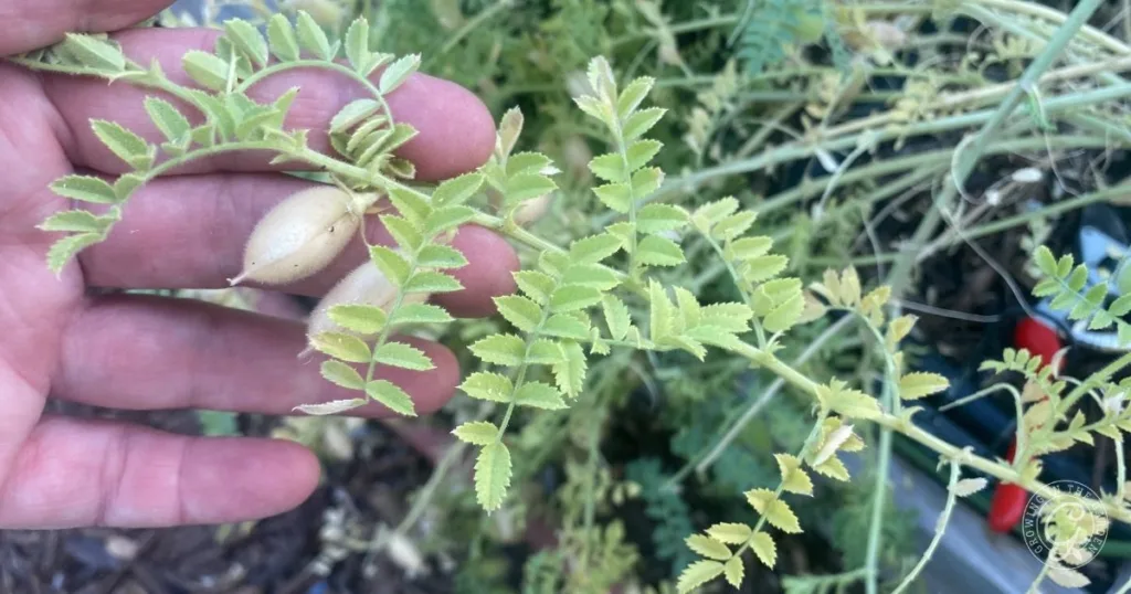 a hand holding a chickpea plant with green leaves and a chickpea pod attached, perfect for learning how to grow garbanzo beans at home.
