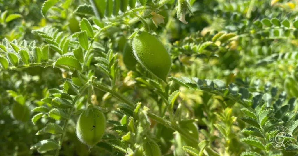 close-up of green chickpea pods, also known as garbanzo beans, growing on a leafy plant in sunlight—perfect for illustrating how to grow garbanzo beans at home.