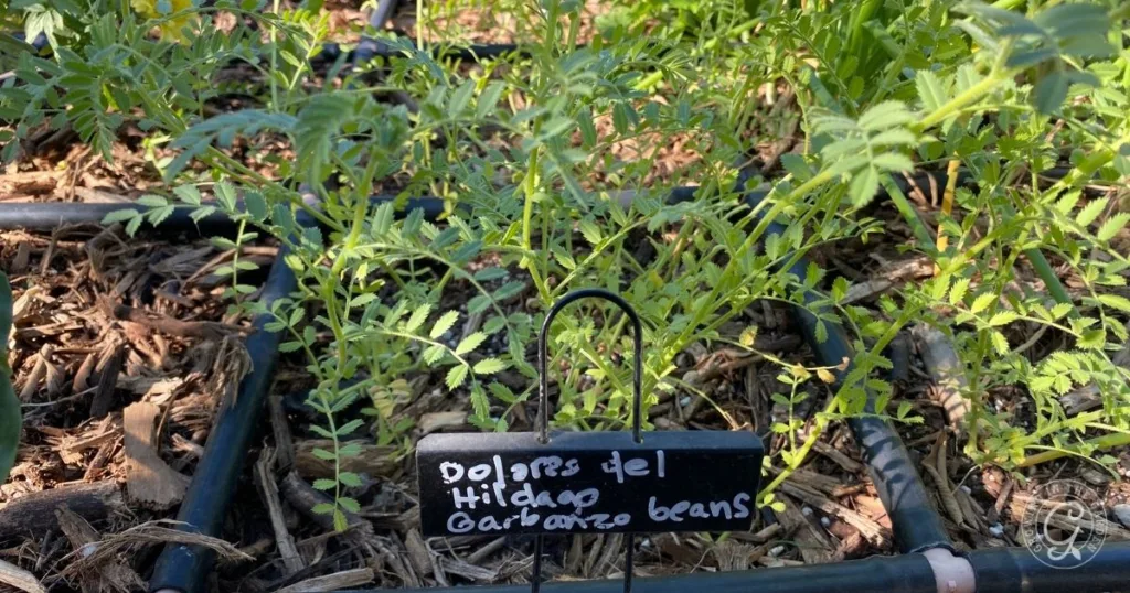 young garbanzo bean plants growing in soil, labeled with a handwritten sign reading dolores del hidalgo garbanzo beans—perfect inspiration for anyone learning how to grow garbanzo beans successfully.