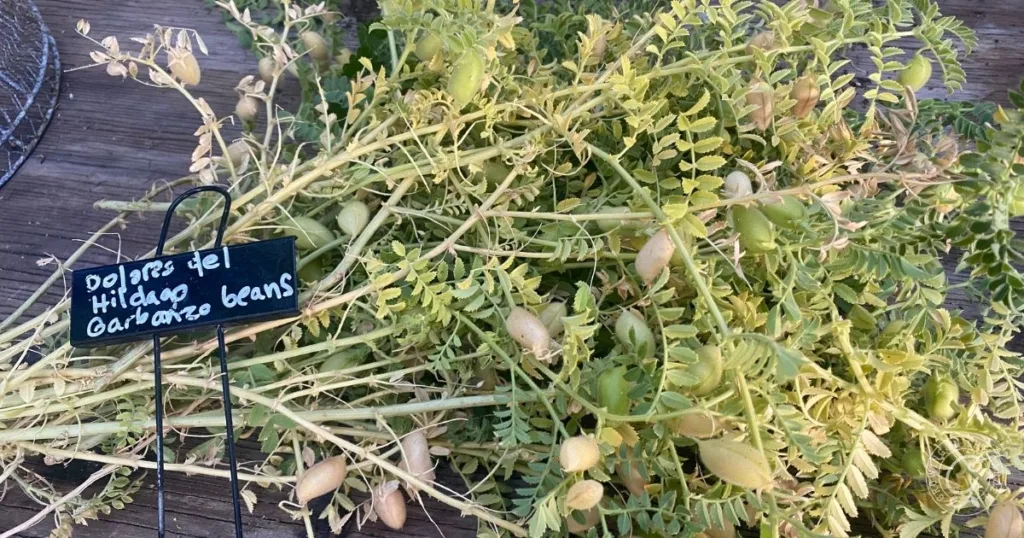 fresh garbanzo bean plants with pods and a black sign labeled “dolores del hidalgo garbanzo beans,” showcasing a great example for those interested in how to grow garbanzo beans at home.