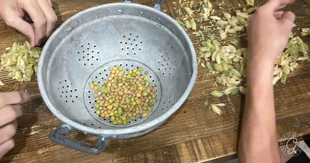two hands shelling chickpeas over a metal colander on a wooden table, with empty pods scattered around—demonstrating the rewards of learning how to grow garbanzo beans at home.