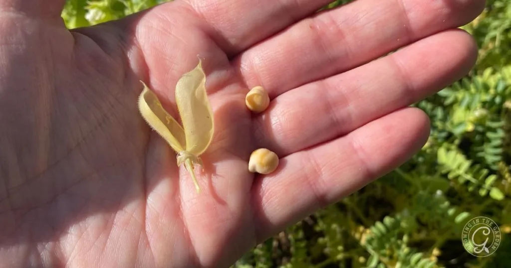 a hand holding a yellow flower pod and two round seeds, with green foliage in the background—an inspiring glimpse into how to grow garbanzo beans.
