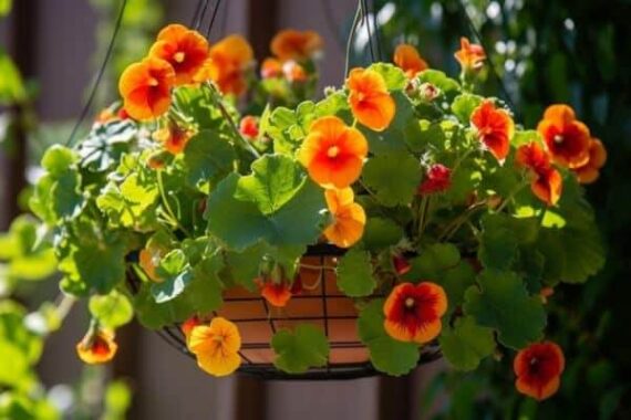 the best plants for show-stopping hanging baskets: our top picks 6 outdoor hanging basket of nasturtium with blooming orange and yellow flowers