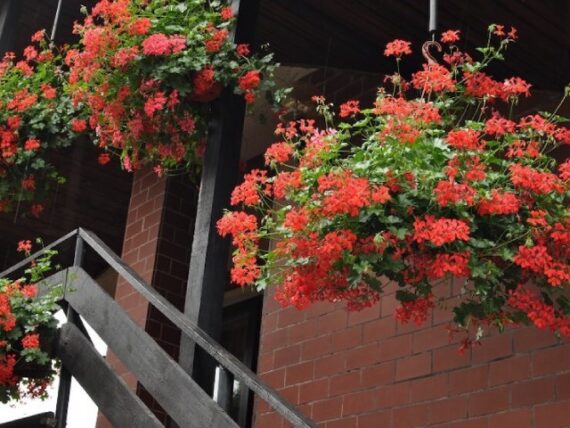the best plants for show-stopping hanging baskets: our top picks 3 hanging red ivy geranium plants along the railing of outdoor stairs