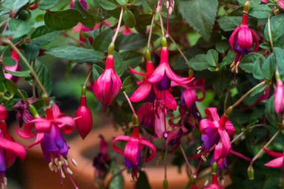 the best plants for show-stopping hanging baskets: our top picks 4 zoom in on blooming pink and purple fuchsia plant