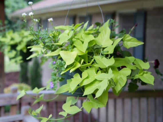 the best plants for show-stopping hanging baskets: our top picks 8 outdoor hanging basket of sweet potato vine