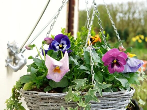 the best plants for show-stopping hanging baskets: our top picks 9 assortment of flowers in outdoor hanging plant with english ivy
