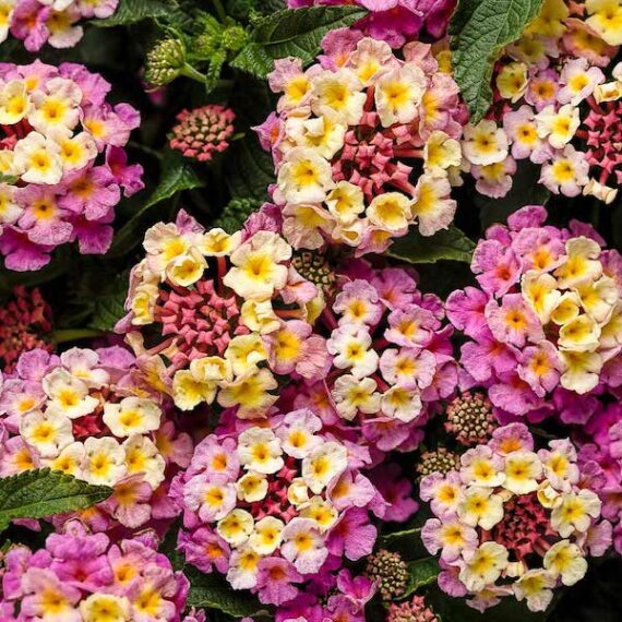 the best plants for show-stopping hanging baskets: our top picks 14 show-stopping hanging baskets