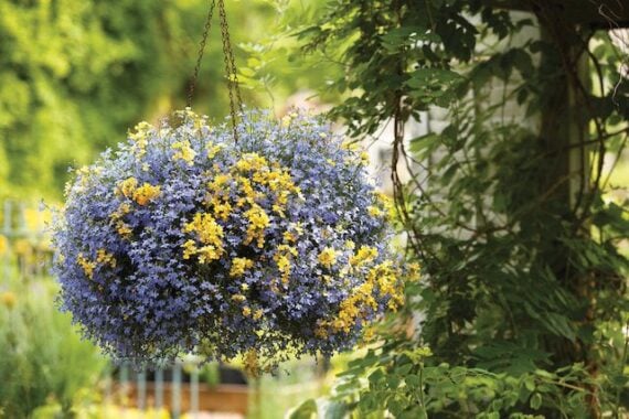 the best plants for show-stopping hanging baskets: our top picks 13 blue lobelia in hanging planter