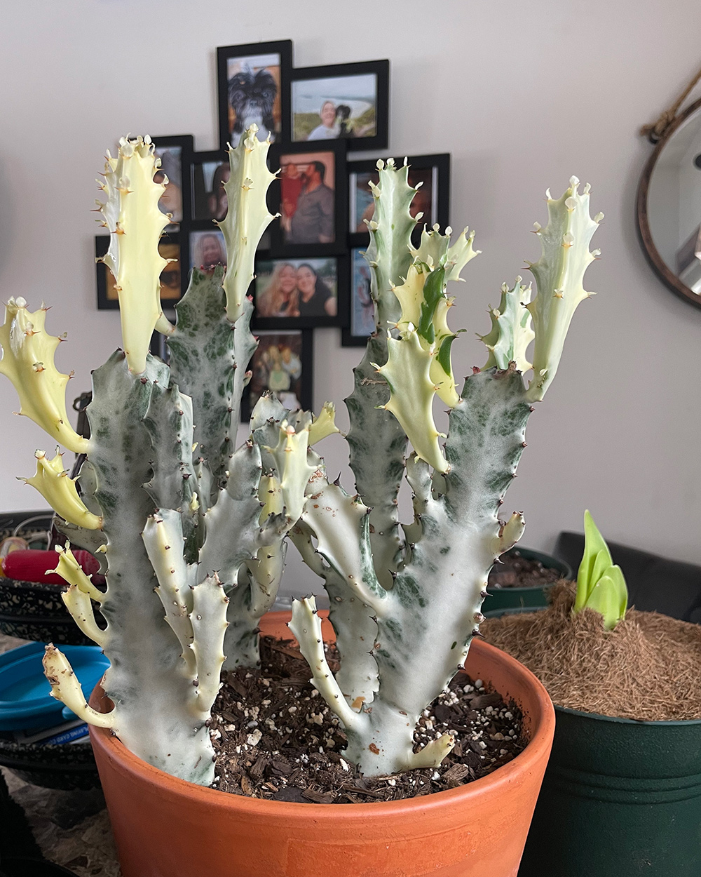 large white cactus with variegation