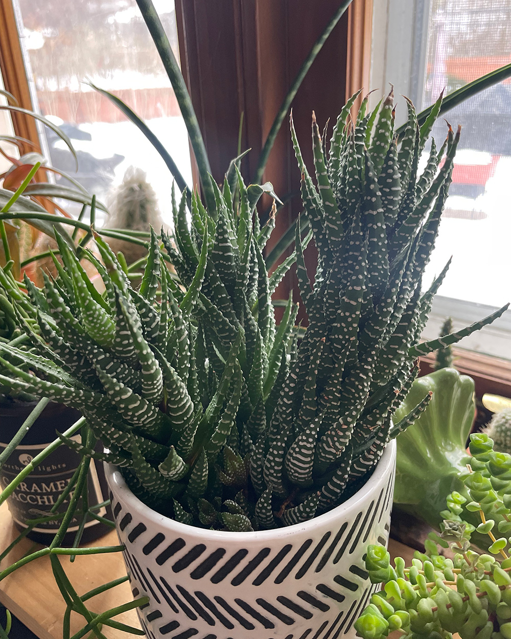 zebra succulent plant