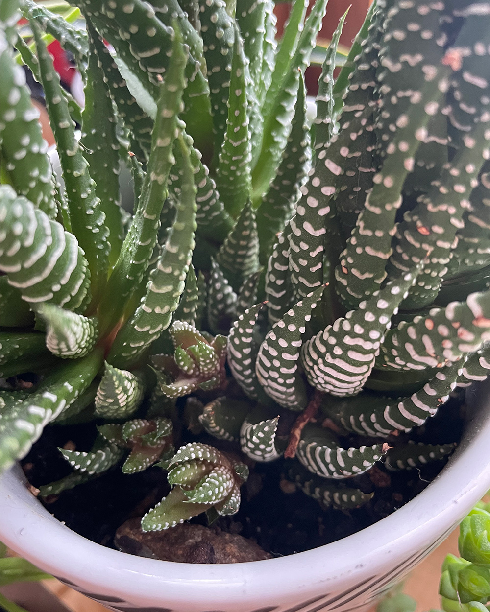 new growth on succulent
