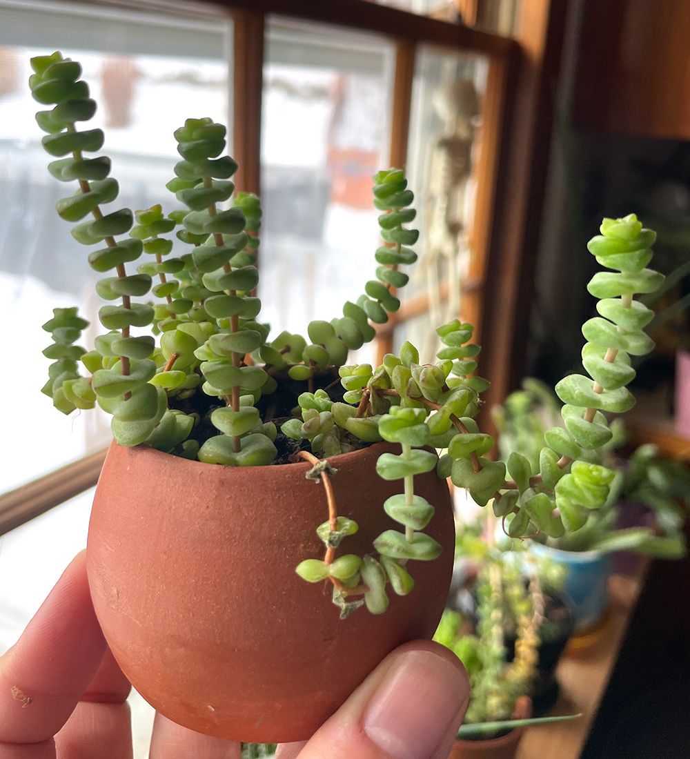 small baby's necklace succulent