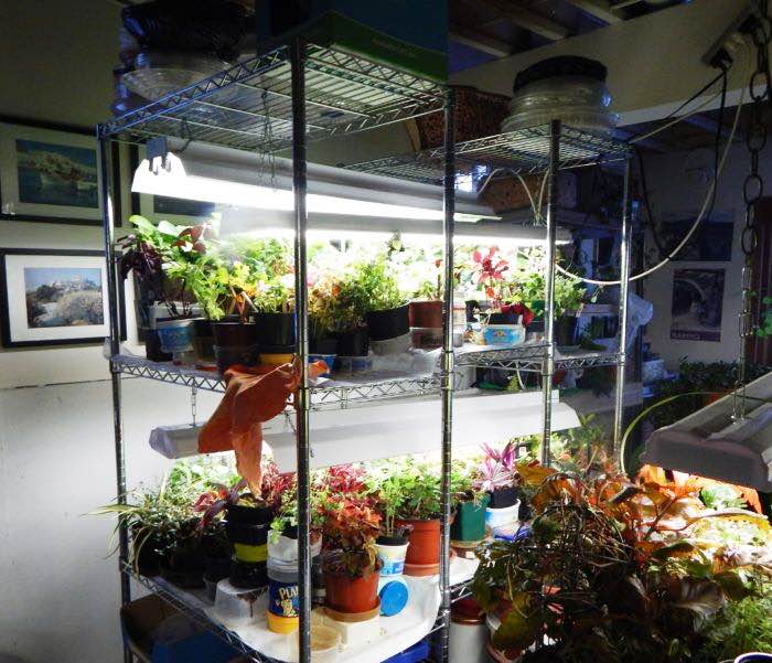 diy indoor greenhouse