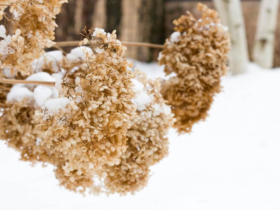 when and how to prune hydrangeas • the garden glove