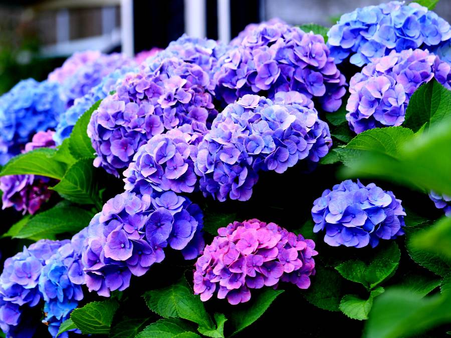 when and how to prune hydrangeas • the garden glove