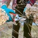 When and How to Prune Hydrangeas • The Garden Glove When and How to Prune Hydrangeas • The Garden Glove