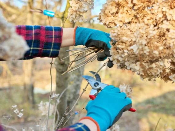 when and how to prune hydrangeas • the garden glove