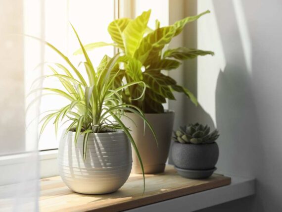 keep indoor plants thriving through the season • the garden glove
